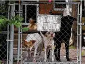  ??  ?? Dogs guard an East Side home. Jesse Colunga, a postal worker of 17 years, says dogs “see us as a threat because we are going into their territory.”