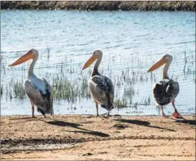  ??  ?? Threatened: Verlorenvl­ei, a Ramsar site, is host to many bird species such as the rare great white pelican. Photo: Jon Minster/gallo Images/go!