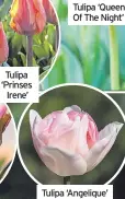  ?? ?? Tulipa ‘Prinses
Irene’
Tulipa ‘Queen Of The Night’
Tulipa ‘Angelique’