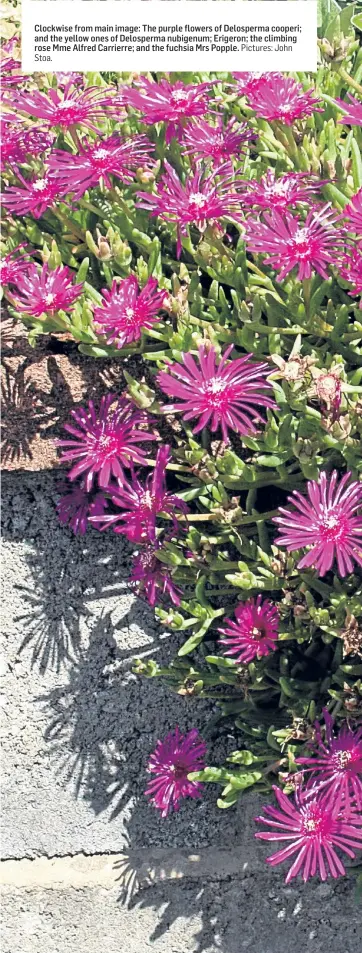  ?? Stoa. Pictures: John ?? Clockwise from main image: The purple flowers of Delosperma cooperi; and the yellow ones of Delosperma nubigenum; Erigeron; the climbing rose Mme Alfred Carrierre; and the fuchsia Mrs Popple.