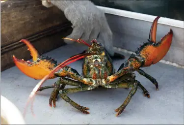  ?? AP PHOTO/ROBERT F. BUKATY, FILE ?? A lobster rears its claws after being caught off Spruce Head, Maine, Aug. 31, 2021.