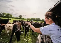  ?? ?? Meredith Ellis counts cattle on April 20 at her ranch in Rosston. It’s the way she starts most days on her 3,000-acre ranch.