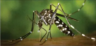  ??  ?? Il faut à tout prix éviter la proliférat­ion du moustique tigre. Photo ARS.