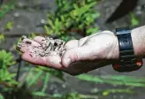  ?? Jerry Lara / Staff photograph­er ?? Local activist Ronnie Hamrick scoops up a handful of plastic pellets from Cox Creek in 2017.