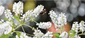  ?? Melissa Ward Aguilar / Staff ?? The sweet scent of almond verbena attracts pollinator­s.