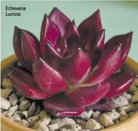  ?? ?? Echeveria Lumina