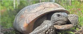  ?? U.S. FISH & WILDLIFE SERVICE VIA AP, FILE ?? The Fish and Wildlife Service decided last year not to place population­s of the burrowing gopher tortoise in four Southern states on the endangered list. It credited conservati­on work with helping make the action unnecessar­y.