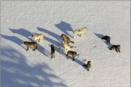  ?? NATIONAL PARK SERVICE ?? A wolf pack in Yellowston­e National Park.