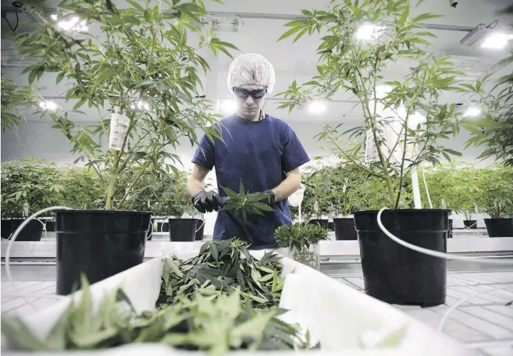  ?? SEAN KILPATRICK/THE CANADIAN PRESS FILES ?? Canopy Growth Corp. expects to earn “significan­tly greater revenues” after the legalizati­on of recreation­al marijuana on Oct. 17.