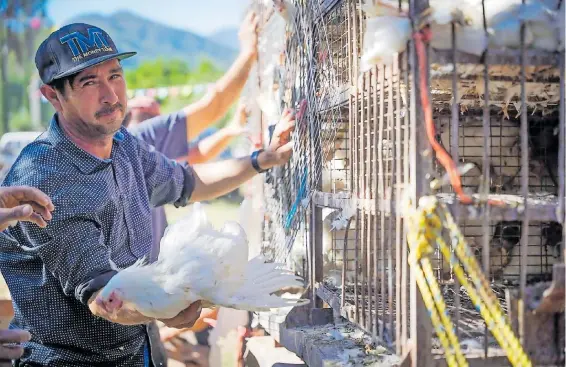  ?? FOTOS: CORTESÍA/SEDECO ?? Se compraron 5 mil gallinas ponedoras, con un costo de más de 400 mil pesos