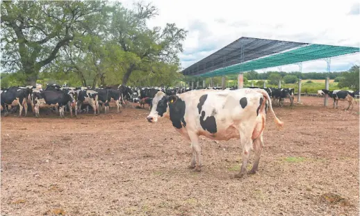  ??  ?? GESTION. Además de los paneles, usan herbicidas de bajo impacto ambiental, mejoran la eficiencia en el uso del agua y cuidan la sanidad.