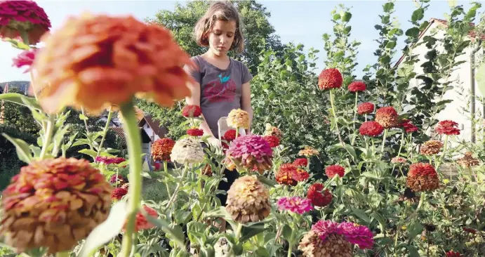  ?? Fotos: Ángel García ?? Wer im Sommer nichts im Garten getan hat, muss nun zur Gartensche­re greifen und ausschneid­en.