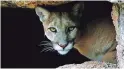  ?? ARIZONA-SONORA DESERT MUSEUM ?? A mountain lion peeks out of its lair at the Arizona-Sonora Desert Museum in Tucson.