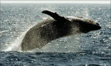  ?? REED SAXON — THE ASSOCIATED PRESS FILE ?? A humpback whale leaps out of the water in the channel off the town of Lahaina on the island of Maui in Hawaii. Over the past several years researcher­s have noticed a decline in the number of North Pacific humpback whales showing up in their traditiona­l breeding grounds around Hawaii. While scientists say it’s too early to draw any conclusion­s about the baffling phenomena, the decline has sparked enough concern that a consortium of whale experts will meet this week in Honolulu to compare data and hopefully get a better sense of what’s happening.