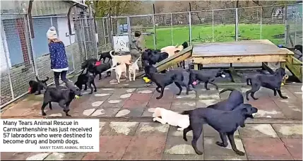  ?? MANY TEARS ANIMAL RESCUE ?? Many Tears Animal Rescue in Carmarthen­shire has just received 57 labradors who were destined to become drug and bomb dogs.