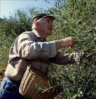  ??  ?? Les arbres sont chargés, mais les olives sont encore gorgées de l’eau des pluies de la les mieux récompensé­s. fin d’été. Ceux qui sauront attendr