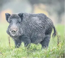  ??  ?? Wild boar culls and border fencing are unlikely to eradicate African Swine Fever, MEPs have been told.