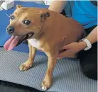  ??  ?? RELAX, ROGUE: Staffordsh­ire bull terrier Rogue has benefited from massage and acupunctur­e