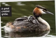  ??  ?? A great crested grebe.