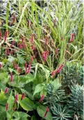  ??  ?? Persicaria amplexicau­lis ‘Firetail’ is combined with Miscanthus sinensis ‘Gracillimu­s’ and Euphorbia characias wulfenii. The leaf shapes and colours create interest and texture (above left).