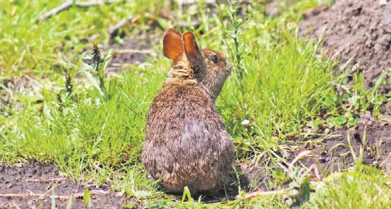  ?? ESPECIAL ?? El ejemplar, también conocido como conejo de los volcanes.