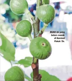  ??  ?? BUAH tin yang belum masak di Karnival Pokok Tin.