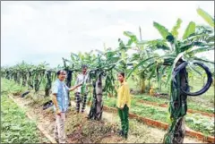  ?? YANG SAING KOMA VIA FACEBOOK ?? Yang Saing Koma inspects a farm in Preah Vihear province earlier this month.