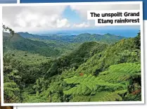  ?? ?? The unspoilt Grand
Etang rainforest