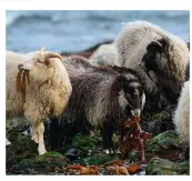  ??  ?? The unique North Ronaldsay sheep graze at low tide and exist almost entirely on a diet of seaweed