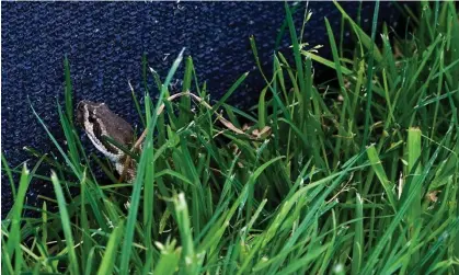  ?? ?? A rattlesnak­e in San Diego, California, on 17 June 2021. Photograph: Michael Madrid/USA Today Sports