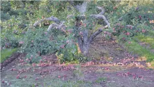  ??  ?? It’s a stunning photo but somewhat of a shame; many apples were blown out of the trees last fall as Hurricane Dorian barrelled across the region. This seasonal photo was taken by Phil Vogler, last September in the Annapolis Valley.