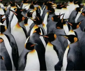  ?? MOCHET ?? El emperador es el más grande de todos los pingüinos.MARCEL