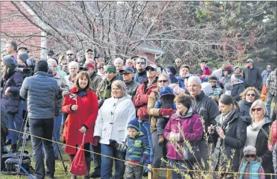  ?? NANCY KING/CAPE BRETON POST ?? Hundreds of onlookers descended onto the property of Marion and Bob Campbell in Blues Mills to watch as a 53-foot white spruce was chopped down to be sent to Boston as Nova Scotia’s thank-you for the city’s assistance in the aftermath of the Halifax...