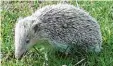  ?? Foto: Jaumann ?? Ein weißer Igel bei Marktoffin­gen gibt Rätsel auf. Handelt es sich bei dem Tier wirklich um einen Albino?