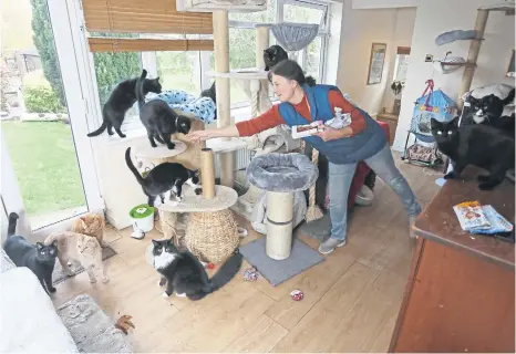  ?? ?? Tina Lewis and some of the cats she looks after at Filey Cat Rescue. Photo: Lee McLean/SWNS