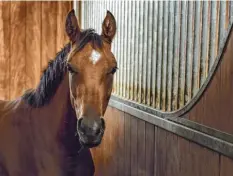  ?? Foto: Sebastian Ghita, stock.adobe.com ?? Pferde können – wie ganz viele Tiere – verschiede­ne Stimmungen haben. Wie man diese erkennt, untersucht eine Ärztin aus Wien.