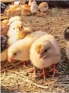  ??  ?? Caroline (top, with little sister Vivian) helps with several chores on the farm, including caring for chicks (above).