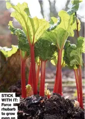  ?? ?? STICK WITH IT: Force rhubarb to grow even on these chilly days