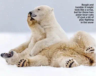  ??  ?? Rough and tumble: It might look like a scrap, but for these two polar bear cubs it’s just a bit of play-fighting in the snow