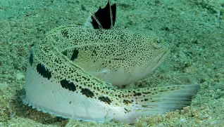  ??  ?? Velenoso Un esemplare di pesce ragno. Sulla cresta ha aculei contenenti un veleno uticante e pericoloso per l’uomo