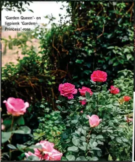  ??  ?? ‘Garden Queen’- en ligpienk ‘Garden Princess’-rose.