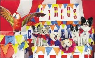  ??  ?? Circus Chickendog has a spring break show “1001 Tricks in 1 Hour!”