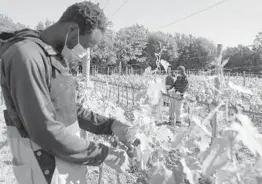  ?? GREGORIO BORGIA/AP ?? Yahya Adams works May 27 at the Tenute Silvio Nardi vineyard. A program in Italy allows the Ghana native to work legally while his asylum claim is processed.