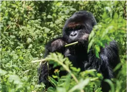  ??  ?? IN OUR MIDST New lodges, along with an increase in permit fees, are ensuring a more exclusive gorillatra­cking experience in Rwanda.