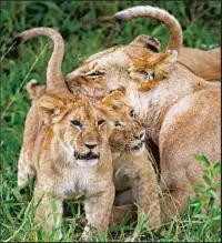  ?? Peter Schatz Getty Images ?? A LION FAMILY in Maasai Mara reserve in Kenya. Lions are among the animals most tourists want to see.