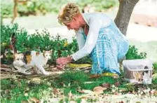  ?? A.K Kallouche/Gulf News ?? Carol Ann Geldenhuys with stray cats in Dubai Investment Park. She visits the vet two to four times a day rushing injured cats, or kittens, for treatment, or to have them sterilised.