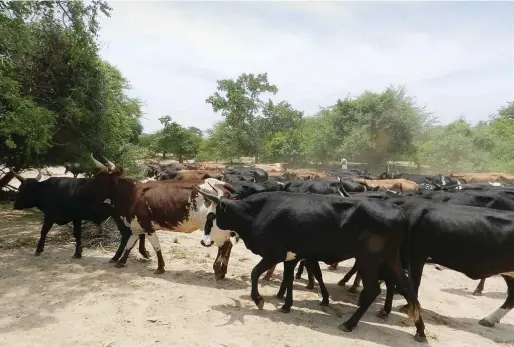  ?? Foto: TSURO ?? Mit nachhaltig­em Weidemanag­ement sind die Kleinbauer­n und -bäuerinnen in Simbabwe klar im Vorteil.