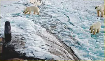  ?? Rex features ?? Three Polar bears approach the Los Angeles-class fast attack submarine USS Honolulu while it surfaced 280 miles from the North Pole. Polar bears on thin ice floes are the enduring images that are linked to climate change, but an NGO says it is time to...