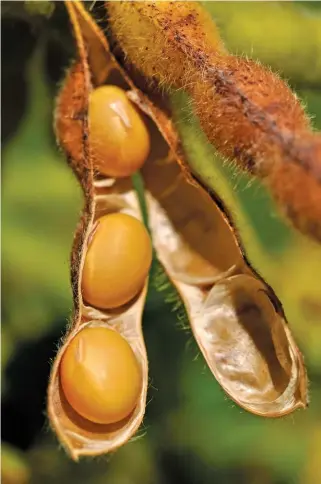  ?? Getty Images ?? RIGHT: Soya bean hulls are a by-product of the extraction of oil from soya beans. The beans are cracked open to extract the oil, after which their hulls are available as a valuable feed for ruminants, according to Feedipedia.org.