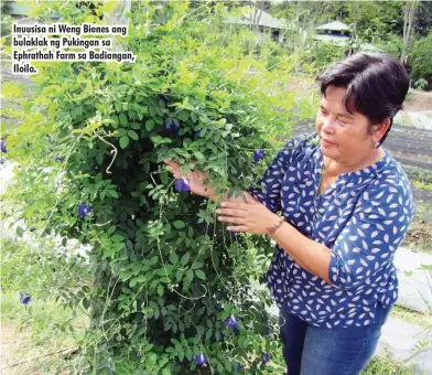  ??  ?? Inuusisa ni Weng Bienes ang bulaklak ng Pukingan sa Ephrathah Farm sa Badiangan, Iloilo.